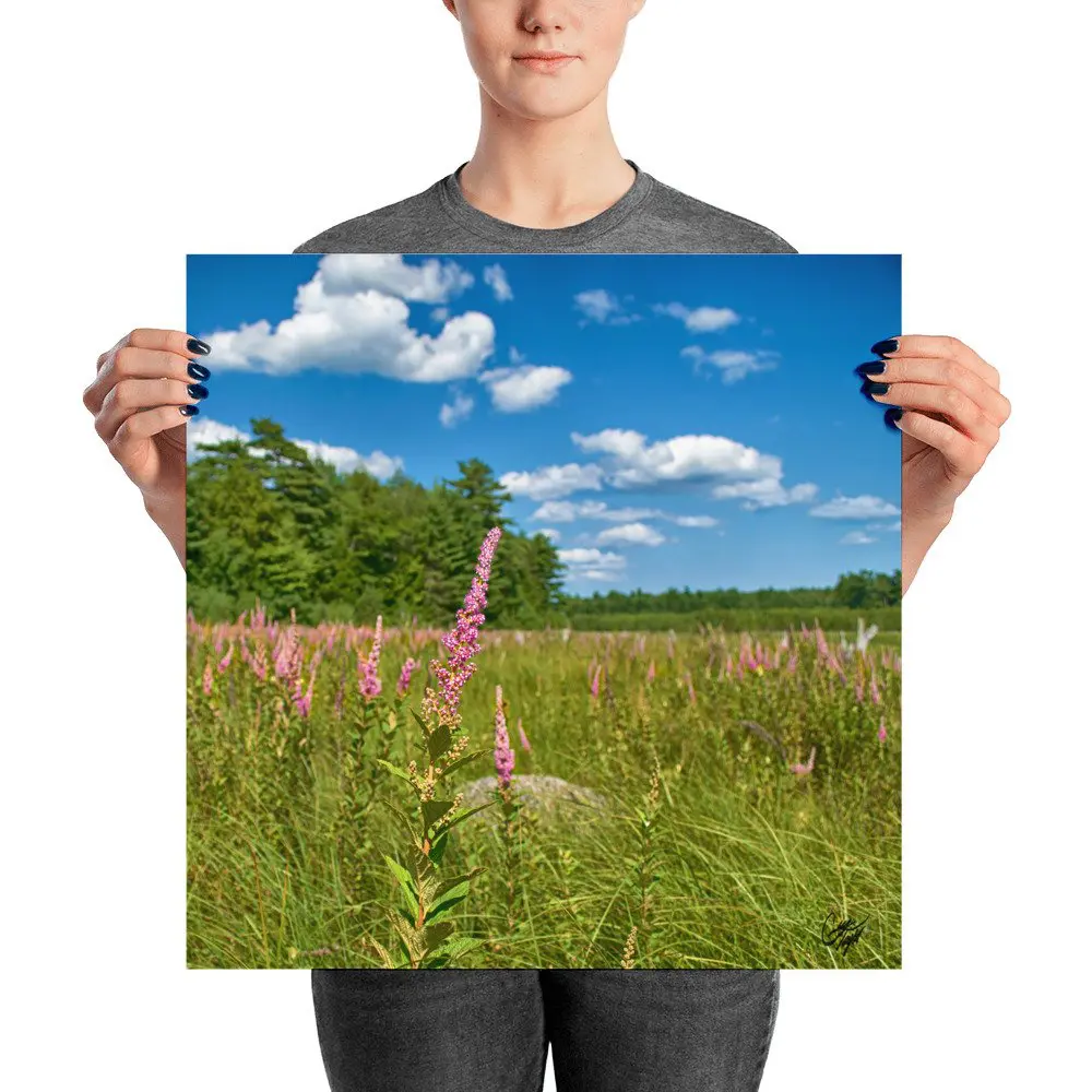Grafton Woods Kejimkujik National Park photo print