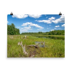 Grafton Woods Kejimkujik National Park photo print