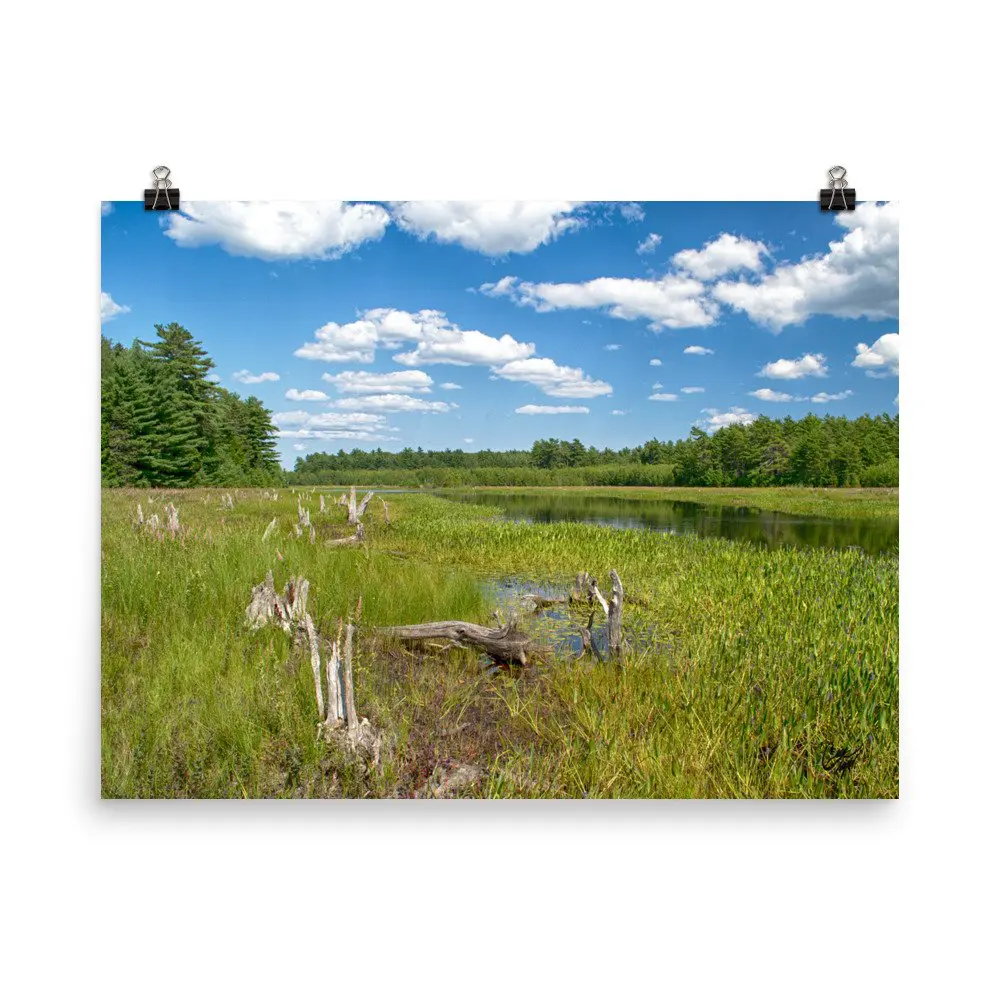 Grafton Woods Kejimkujik National Park photo print