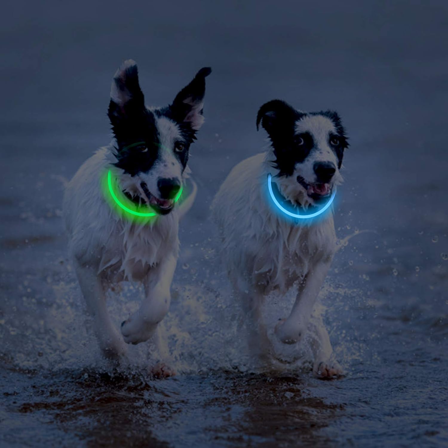 2-Pack LED Dog Collar, Light Up Dog Collars,Rechargeable Dog Lights for Night Walking